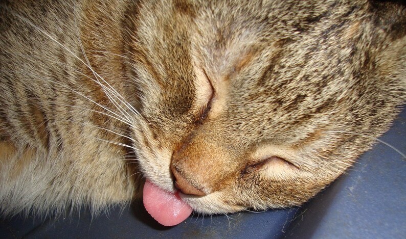 May include: A close-up of a brown tabby cat with its eyes closed, licking its lips. The cat's fur is soft and fluffy, and its tongue is pink.