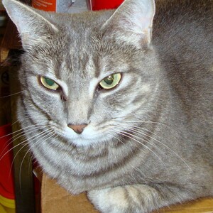 May include: A close-up of a gray tabby cat with green eyes. The cat is lying on a brown surface and looking directly at the camera.