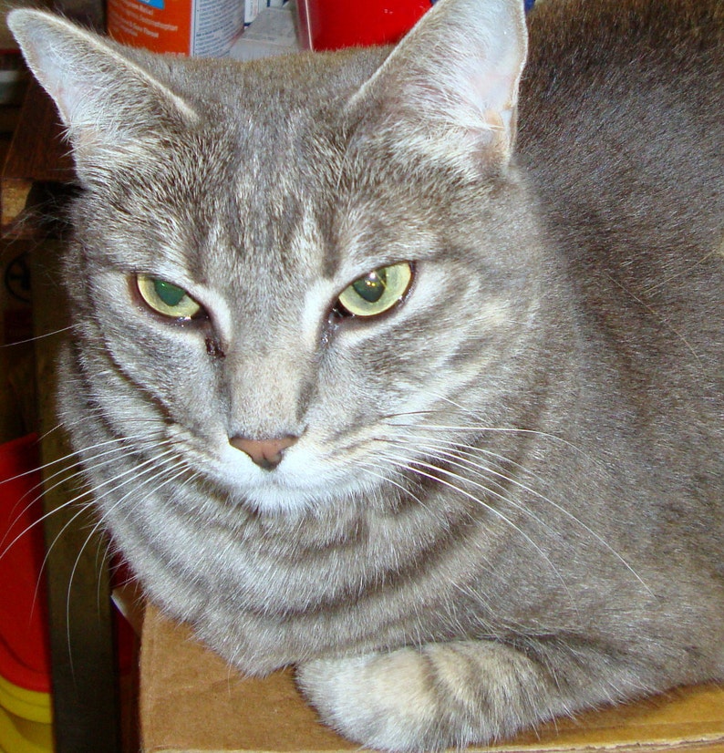 May include: A close-up of a gray tabby cat with green eyes. The cat is lying on a brown surface and looking directly at the camera.