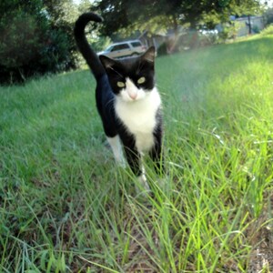 May include: A black and white cat with green eyes stands in a grassy field. The cat has a white chest and paws.
