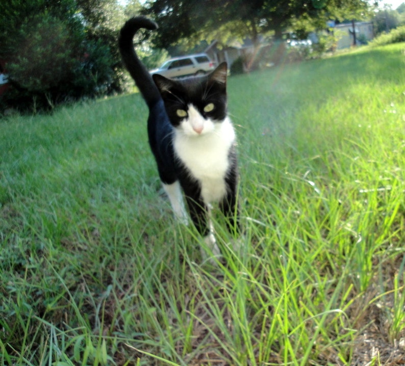 May include: A black and white cat with green eyes stands in a grassy field. The cat has a white chest and paws.