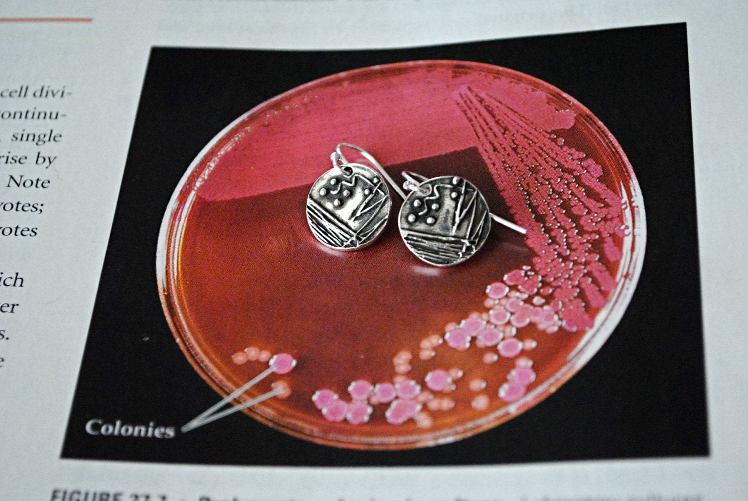 Petri Dish Earrings Etsy