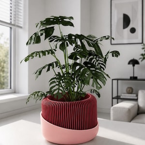 Op de afbeelding: Een levendige groene Monstera-plant met grote, geperforeerde bladeren in een tweekleurige plantenbak. Het bovenste deel van de bak heeft een dieprood, verticaal geribbeld cilindrisch ontwerp, terwijl de basis een gladde, lichtroze gebogen schaal is.