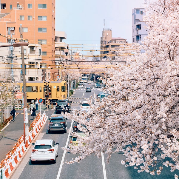 Tokyo Sakura Photography Digital Download_G