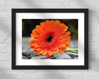 Orange Gerber Daisy Wall Art, Orange Gerbera Daisy Printable, Daisy Digital Download,