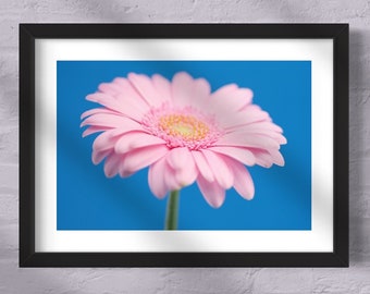 Pale Pink Gerbera Daisy - Digital Download