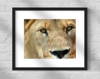 Male Lion Eyes Poster, Big Cat Digital Download Print, Male Lion Portrait Close-Up