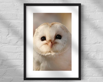 Barn Owl Print Instant Download, Owl Lover Gift Idea, Bird Portrait Photo, Digital Download