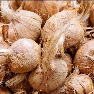 Puede incluir: Primer plano de un grupo de bulbos de flores secos de color marrón. Los bulbos están dispuestos en una pila, con sus raíces fibrosas visibles.