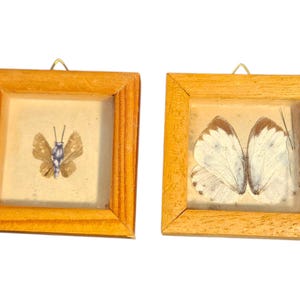 May include: Two framed butterfly specimens. One frame features a butterfly with brown and blue markings, the other with white and brown wings. Both are in square wooden frames with a small wire hanger.