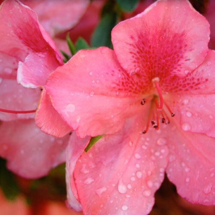 Azalea Duc De Rohan Rhododendron - Etsy
