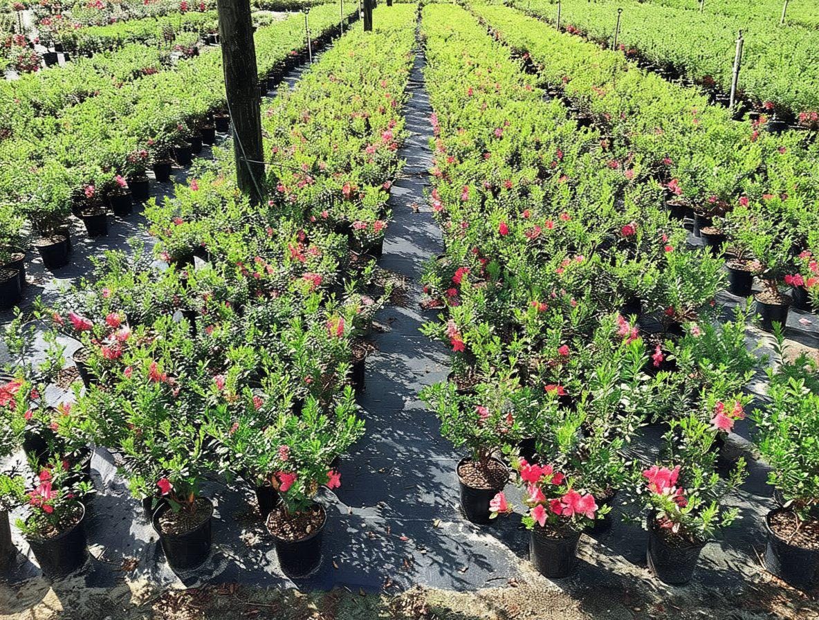 Azalea Duc De Rohan Rhododendron - Etsy