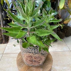 Goethe Plant - Etsy Denmark