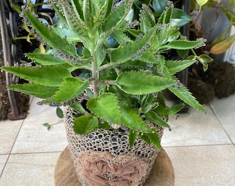 Pflanze Brutblatt Goethe-Pflanze Kalanchoe daigremontiana Seelness®Plant, an den Blatträndern bilden sich laufend kleine Baby-Pflanzen , bio