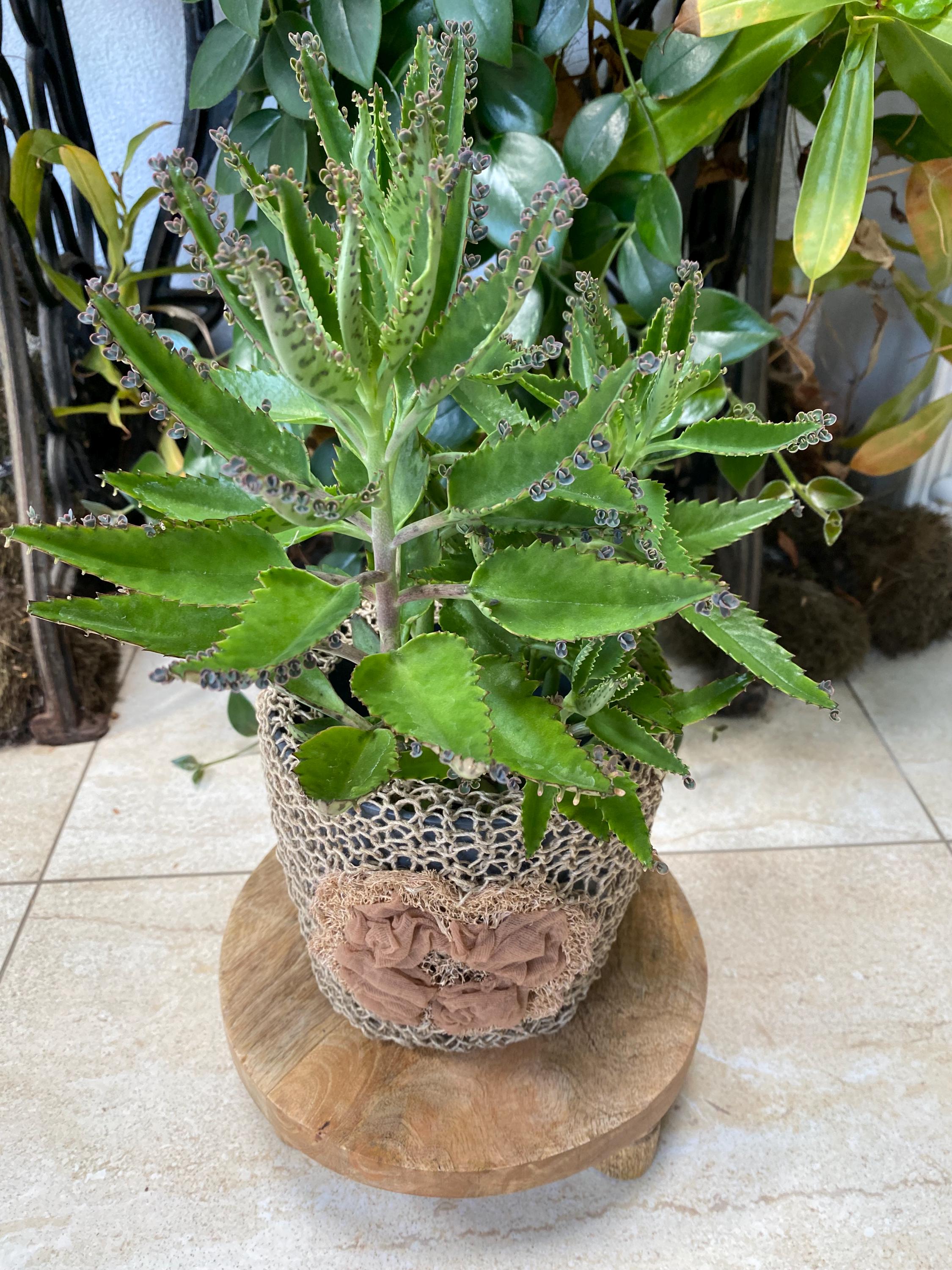 Mala Madre Plants - Etsy Canada
