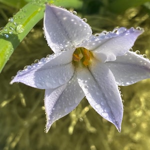 May include: A delicate white flower with a yellow centre, covered in dewdrops. The flower has six petals and is in focus, while the background is blurred.