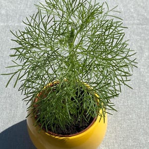 Può includere: Una piccola pianta verde con foglie piumate che cresce in un vaso di ceramica giallo.