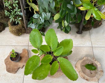 La planta milagrosa Kalanchoe pinnata (hoja sagrada) puede encender las fuerzas vitales; es una planta medicinal en muchas culturas; cultivada orgánicamente.