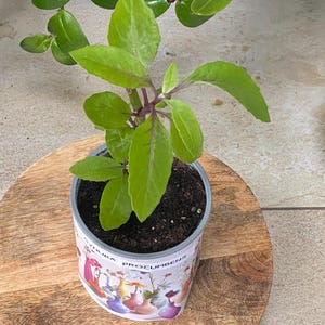 Plant Leaf of Life, Gynura procumbens , Sambung Nyawa, Leaf of Life, is called in Southeast Asia &quot;plant against a hundred diseases&quot;,