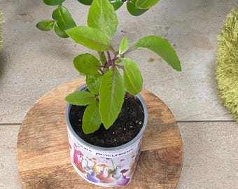 Pflanze Blatt des Lebens, Gynura procumbens , Sambung Nyawa, Leaf of Life, Heißt in  Südostasien "Pflanze-gegen-hundert-Krankheiten",