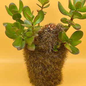 Puede incluir: Una planta suculenta verde creciendo en una maceta marrón y peluda. La planta tiene muchas hojas y está en una maceta pequeña.
