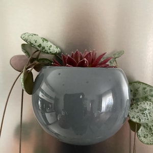 Plantas houseleek em vermelho e pequeno vaso de flores em castiçal em ímã de geladeira Seelness®Plant com 4 cartões de decoração embalados para presente