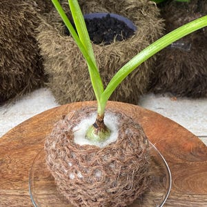 Peut inclure: Une petite plante avec des feuilles vert vif émergeant d'un contenant rond et brun tissé. Le contenant repose sur une soucoupe en verre transparent, placée sur une surface en bois. D'autres plantes similaires sont visibles en arrière-plan.