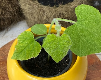 Pflanze Kiwano Horngurke Cucumis Metuliferus exotische Obstpflanze biologisch angebaut Seelness®Plant für Garten, Balkon oder Fenster