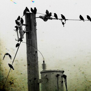 Crow Photography Cards - Corvid Note Card Set image 2