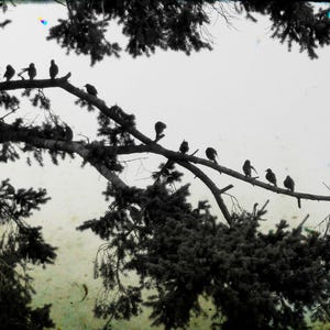 Crow Photography Cards - Corvid Note Card Set image 3
