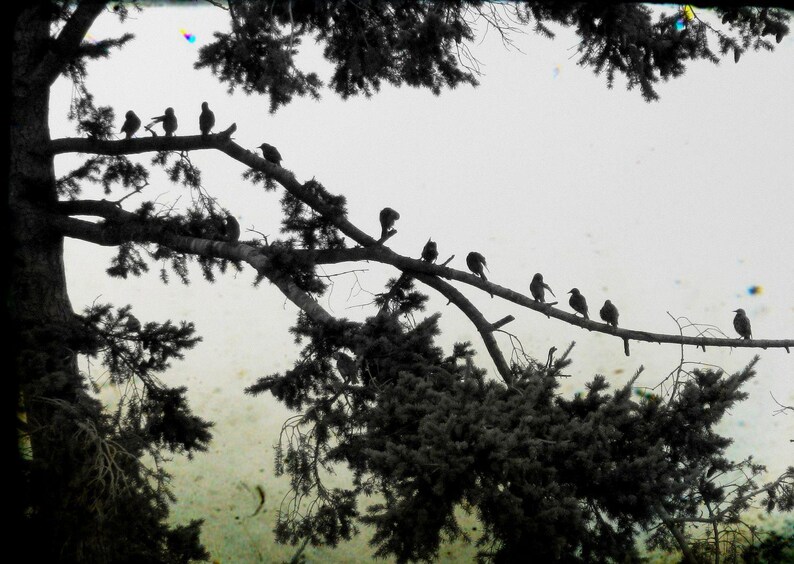 Crow Photography Cards - Corvid Note Card Set image 3