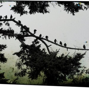 Crow Photography Cards - Corvid Note Card Set image 8