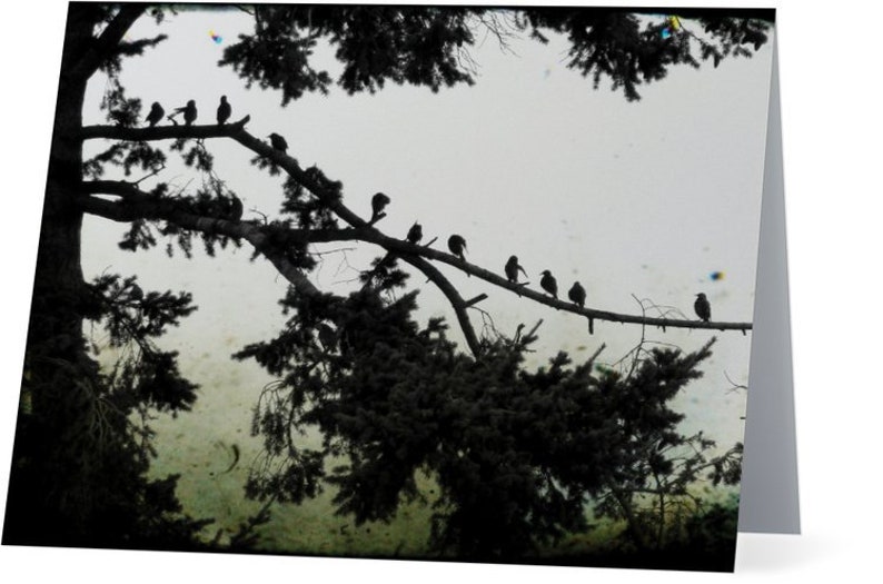 Crow Photography Cards - Corvid Note Card Set image 8
