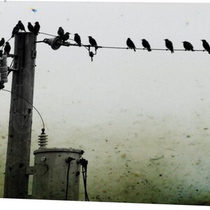 Crow Photography Cards - Corvid Note Card Set image 7