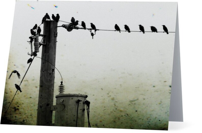 Crow Photography Cards - Corvid Note Card Set image 7