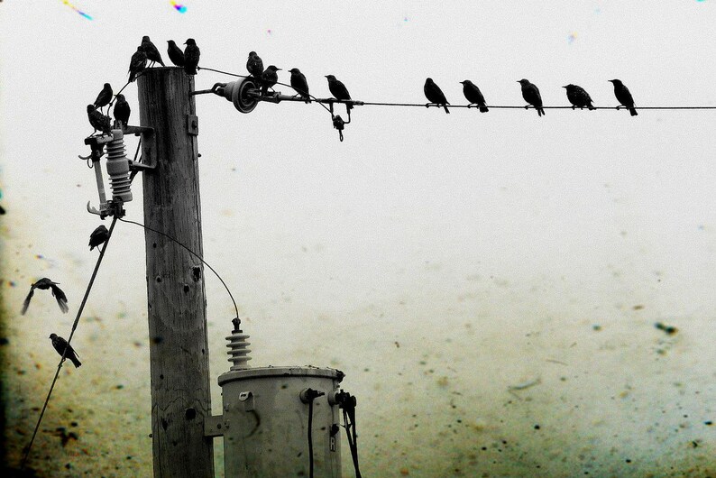 Crow Photography Cards - Corvid Note Card Set image 2