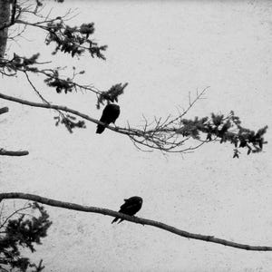 Crow Photography Cards - Corvid Note Card Set image 4
