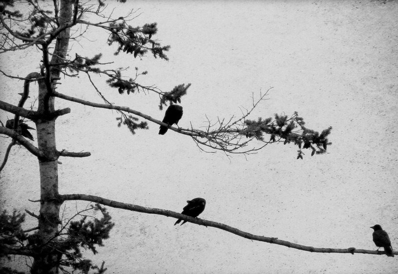 Crow Photography Cards - Corvid Note Card Set image 4