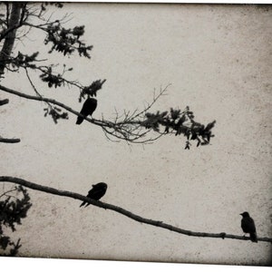 Crow Photography Cards - Corvid Note Card Set image 10