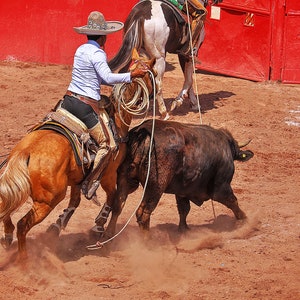Charro herds the bull