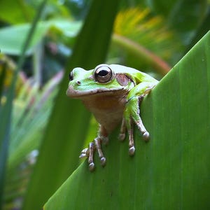 May include: A close-up of a green tree frog perched on a large, vibrant green leaf. The frog has large, dark eyes and a light-colored belly. The background is blurred, suggesting a natural outdoor setting.