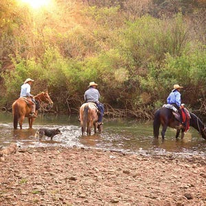 Peut inclure: Quatre personnes à cheval traversent une rivière peu profonde. Les chevaux sont bruns et noirs. Les cavaliers portent des chemises bleues et des chapeaux. Un petit chien noir marche derrière les chevaux.