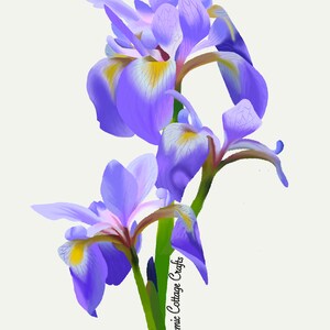 May include: A close-up of three purple iris flowers with yellow centers. The flowers are arranged in a bouquet and have a delicate, watercolor-like appearance. The text "Cosmic Cottage Crafts" is visible in the lower right corner of the image.
