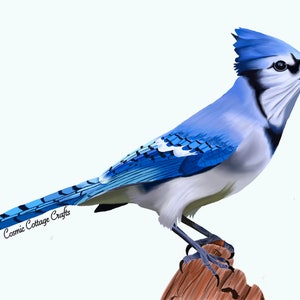 May include: A blue jay bird with a white chest and black markings on its head is perched on a brown branch. The bird has a blue crest on its head and is looking to the right. The background is white.