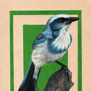 Scrub Jay Digital Print by Sherrie Spencer