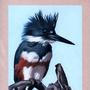 Belted Kingfisher bird 8.5" x 11" Print by Artist Sherrie Spencer