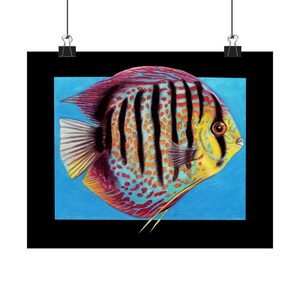 Discus fish Matte Horizontal Posters
