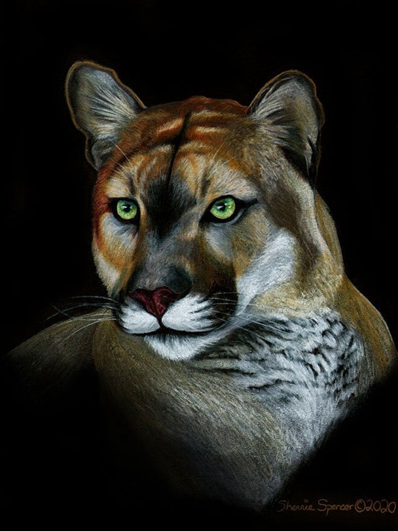 Florida Panther Original Artwork by Artist Sherrie Spencer