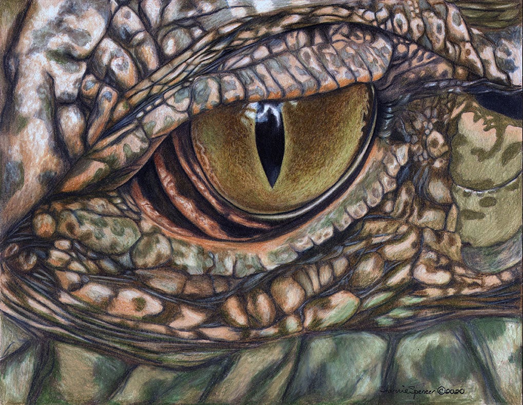 Print - Sherrie Spencer of Artist Eye 11 Etsy Swamp Art Eye by the The 14 alligator X