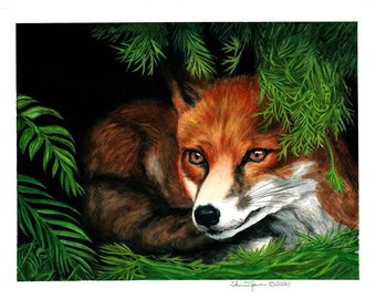 Red Fox in Shrubbery 8.5" x 11" Print by Artist Sherrie Spencer